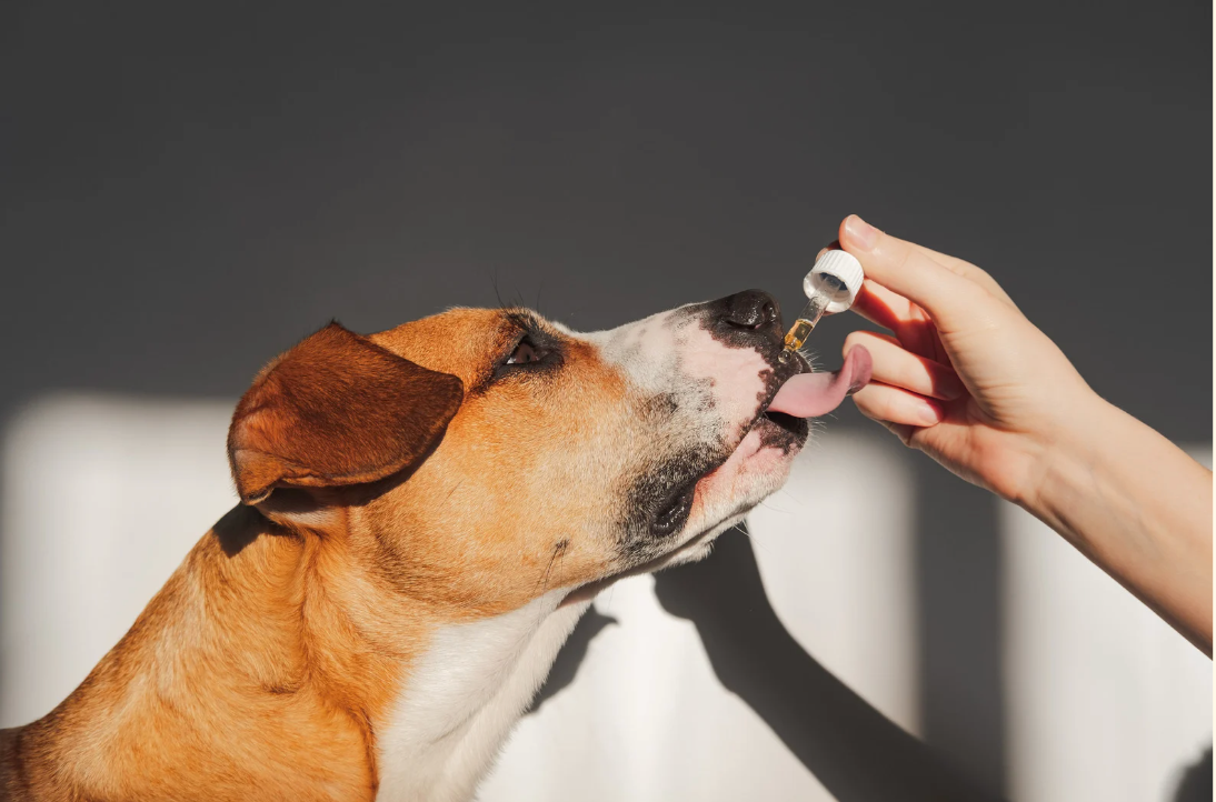 寵物健康|毛孩需要補魚油嗎?改善皮膚、關節、心血管的 5 大功能一次看!