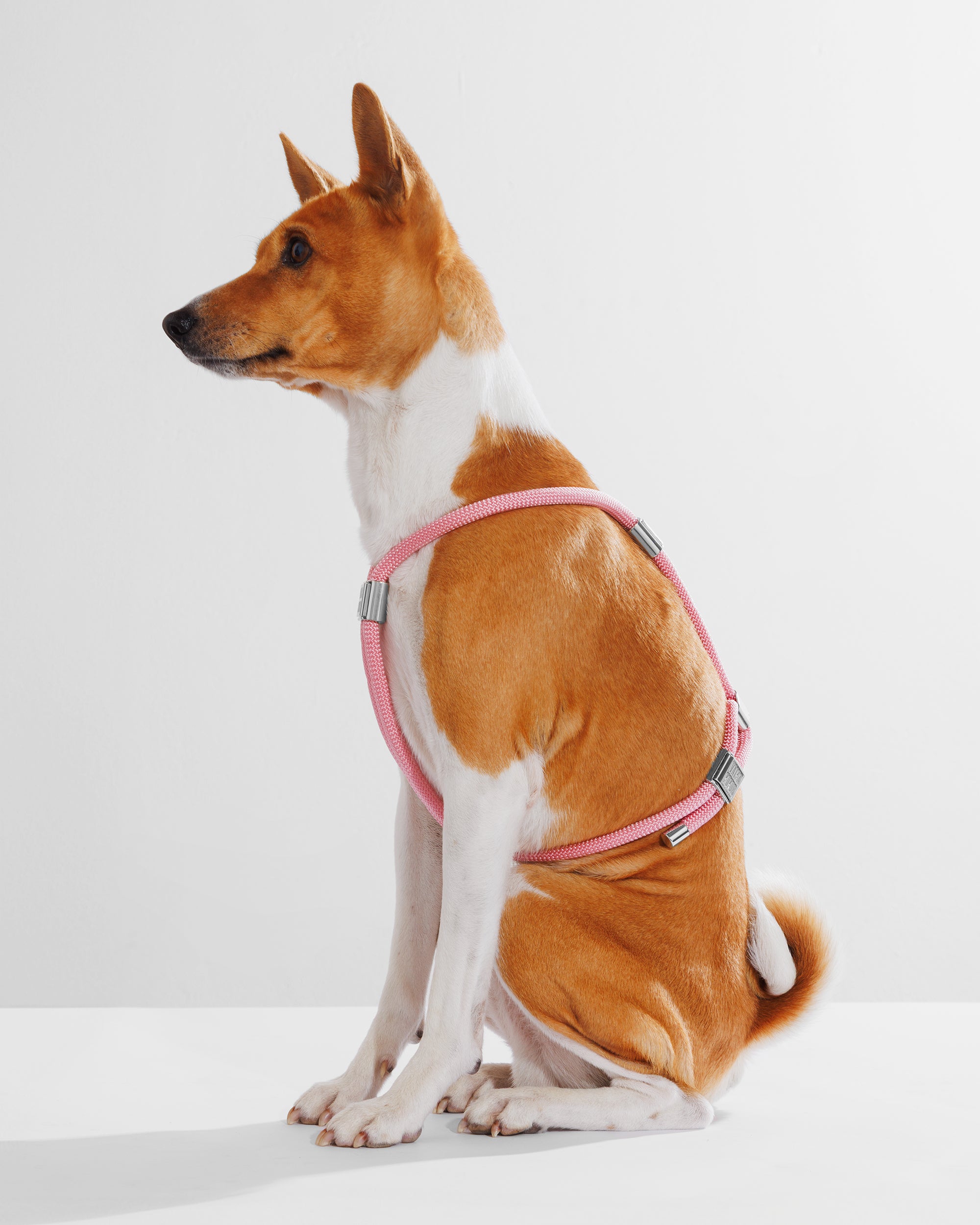 Harness|胸背帶-泡泡粉