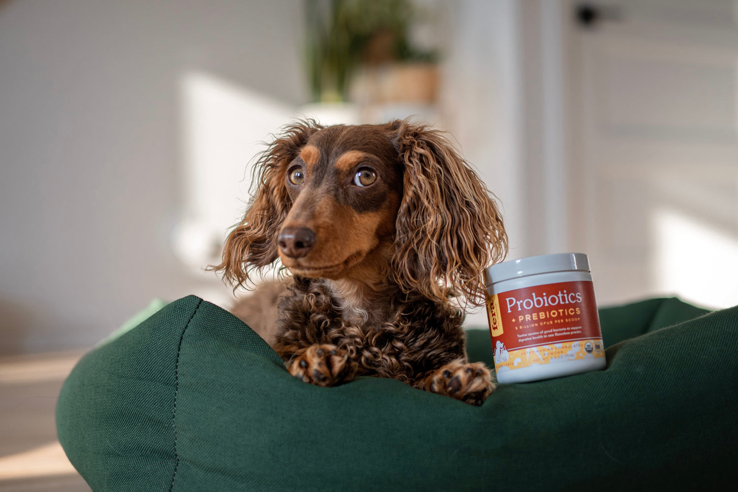 USDA Organic 有機益生菌+益生元 (犬貓專用)