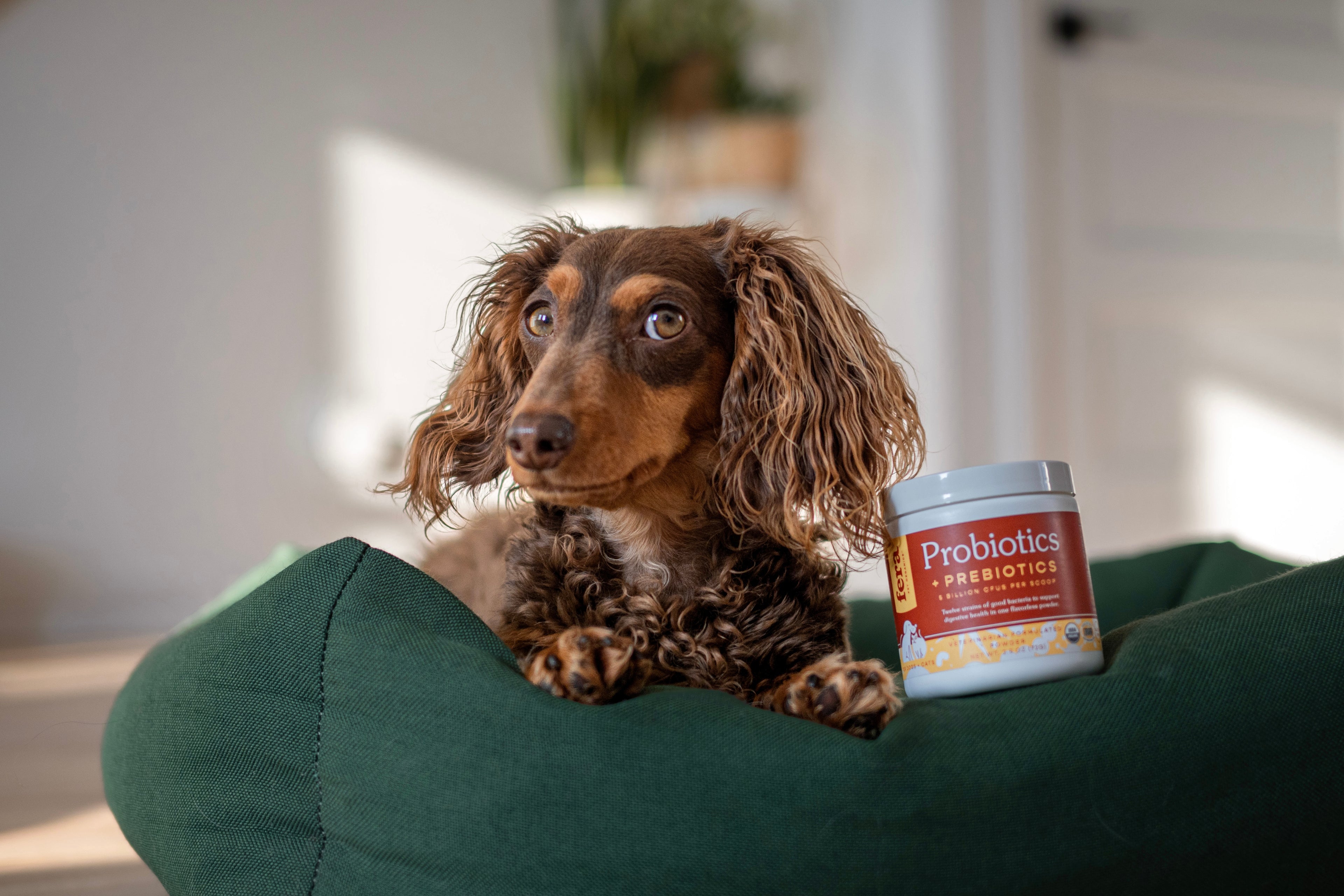 USDA Organic 有機益生菌+益生元 (犬貓專用)