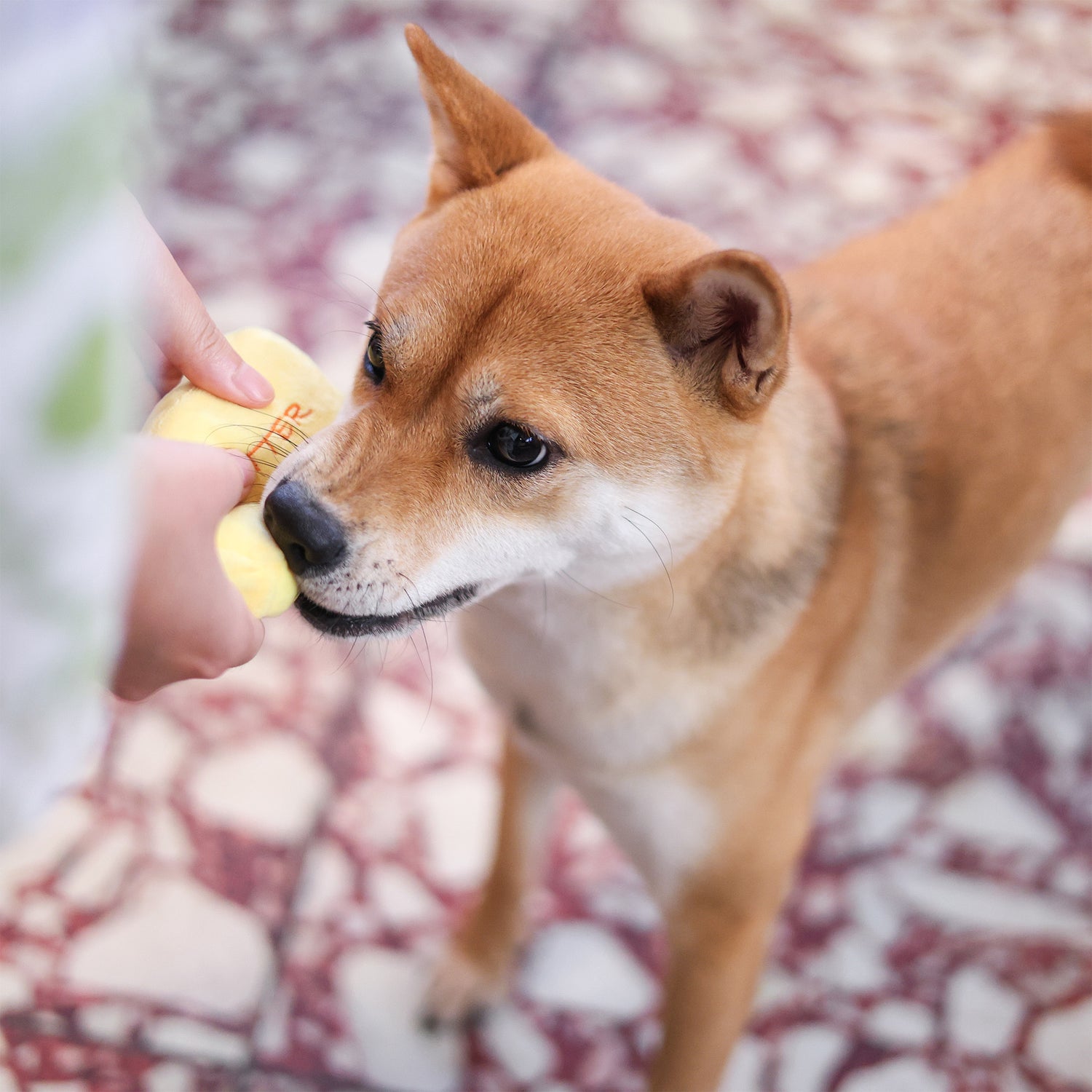 Woof² Buttered Pineapple Bun Pet Toys 菠蘿油二合一藏食寵物玩具