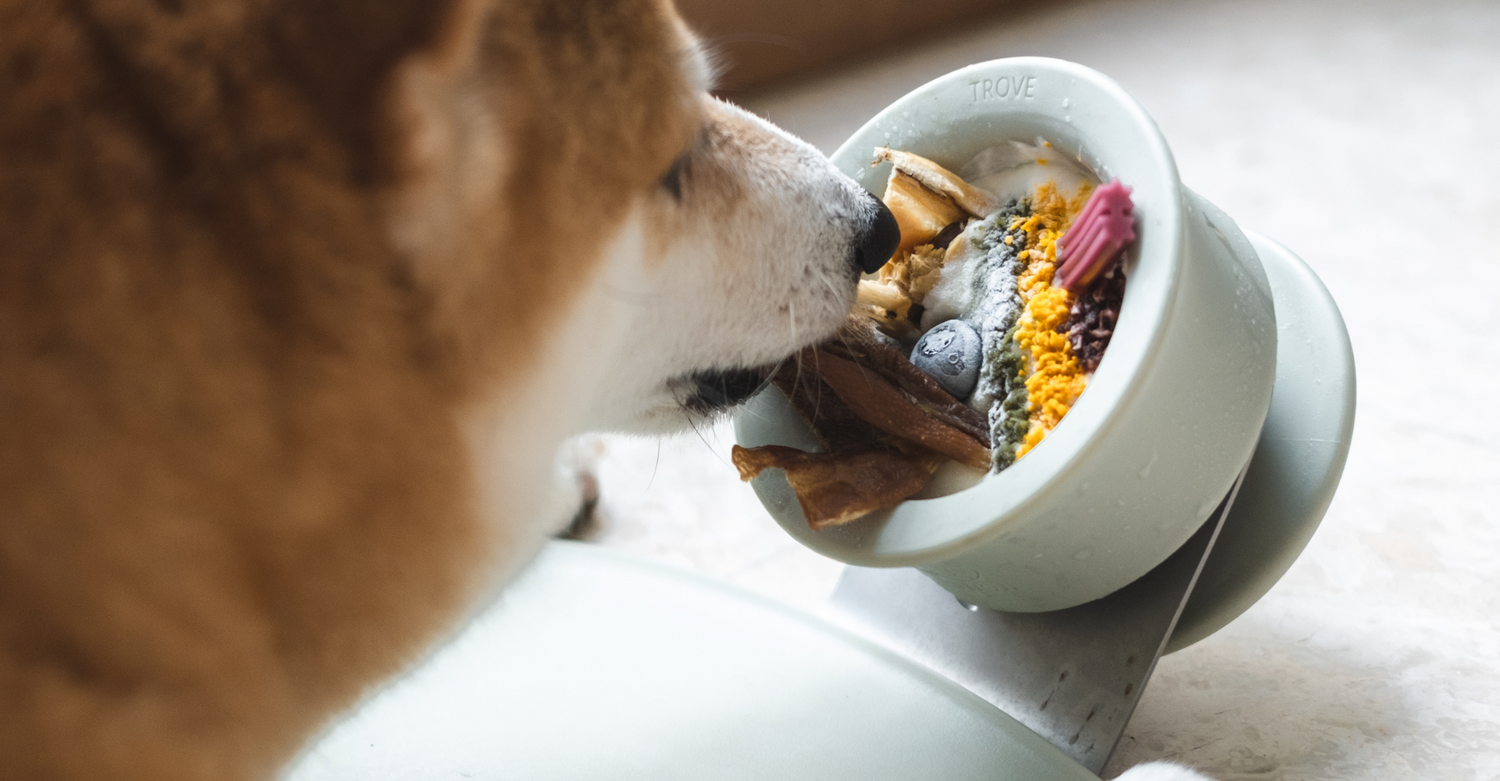 CHEWDEN 互動式慢食咀嚼座 - 舔舔碗組合