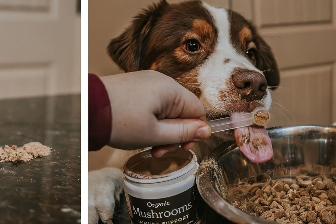 USDA Organic 有機十全蕈菇免疫調節 (犬貓專用)