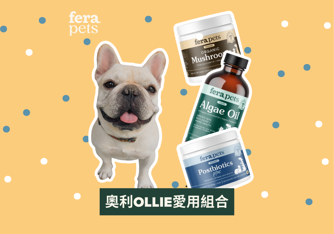 奧利Ollie愛用組合✨