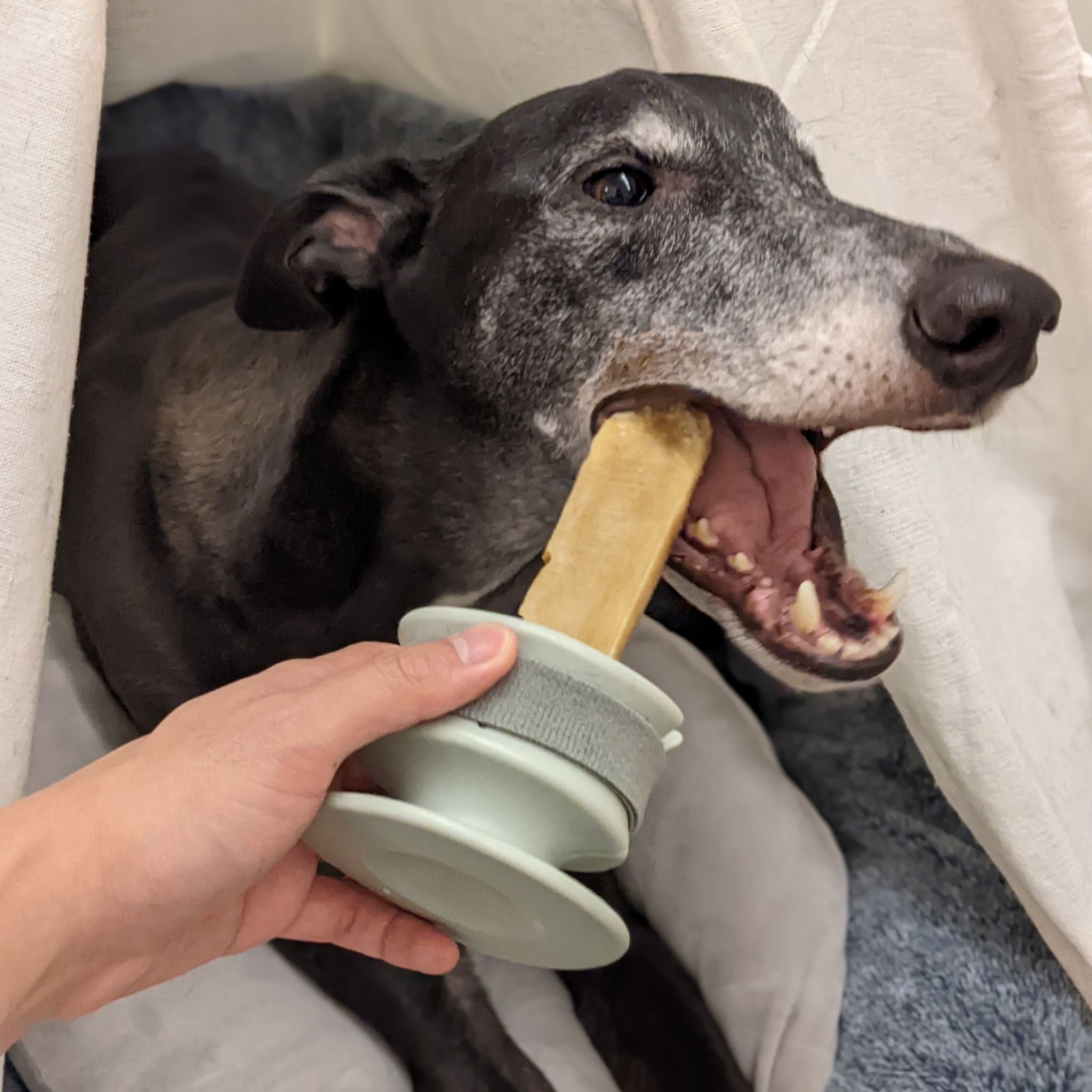 CHEWDEN 咬咬握