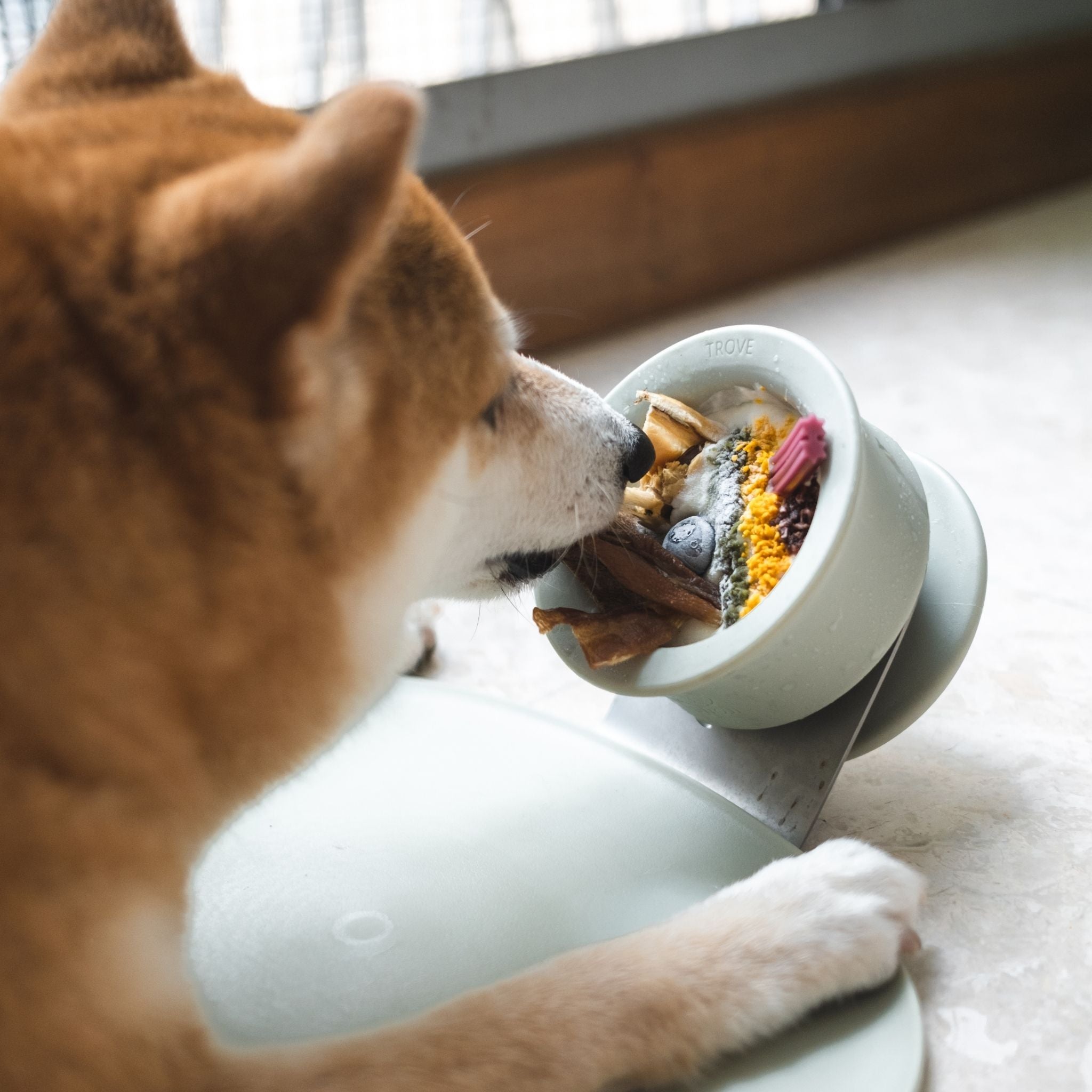 CHEWDEN 舔舔碗