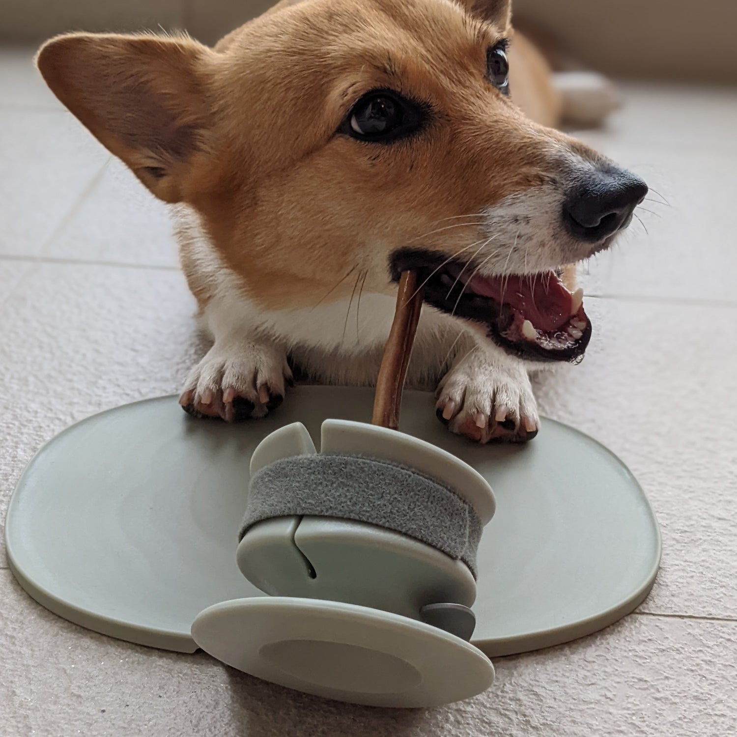 CHEWDEN 互動式慢食咀嚼座 - 三套件組合