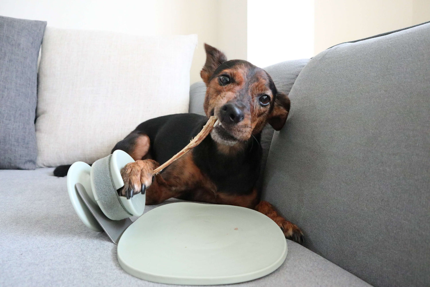 CHEWDEN 互動式慢食咀嚼座 - 三套件組合