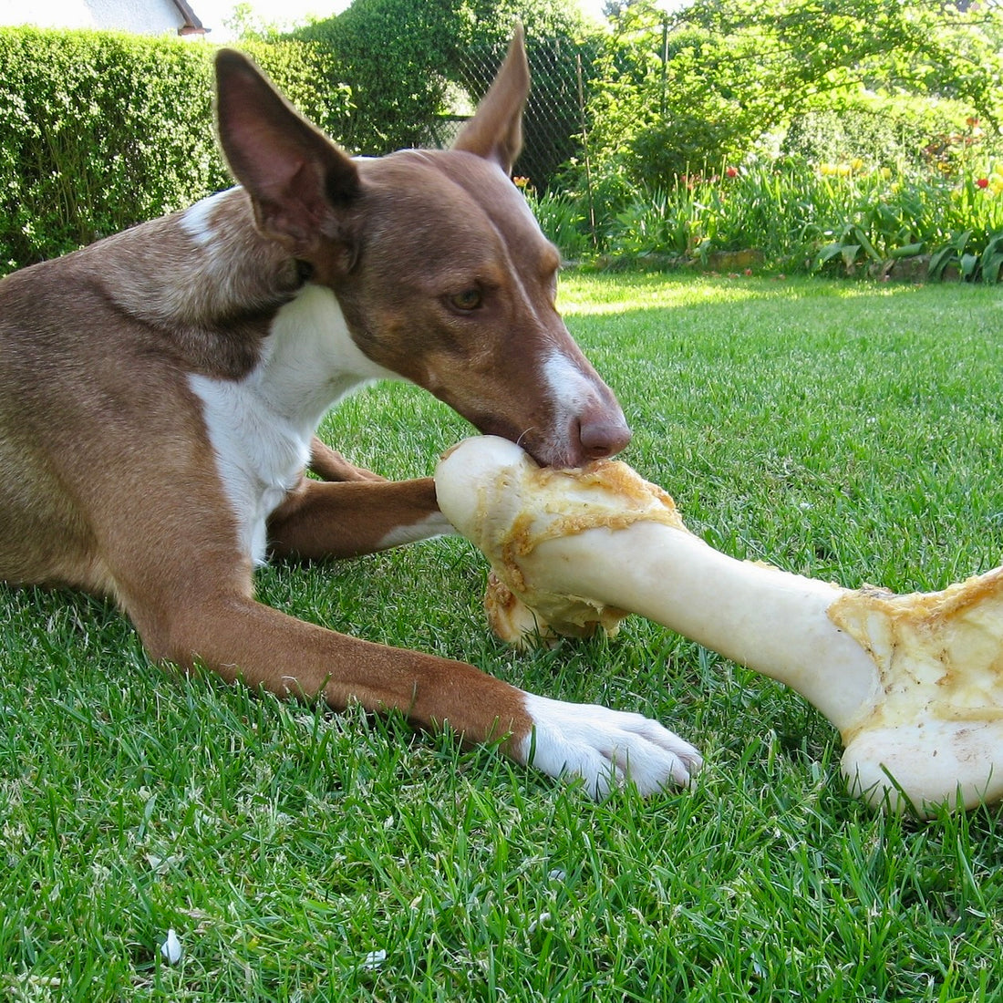 毛派派的寵物知識｜狗狗可以吃骨頭嗎？啃咬骨頭的注意事項？什麼咀嚼物可以替代骨頭呢？狗狗啃咬時間要多久