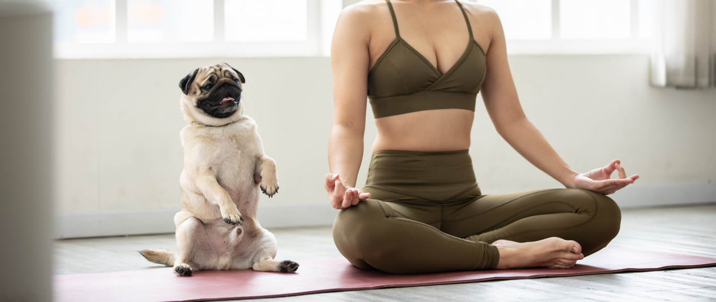 狗狗瑜伽療癒人狗關係的全球風潮 🧘‍♀️🐶