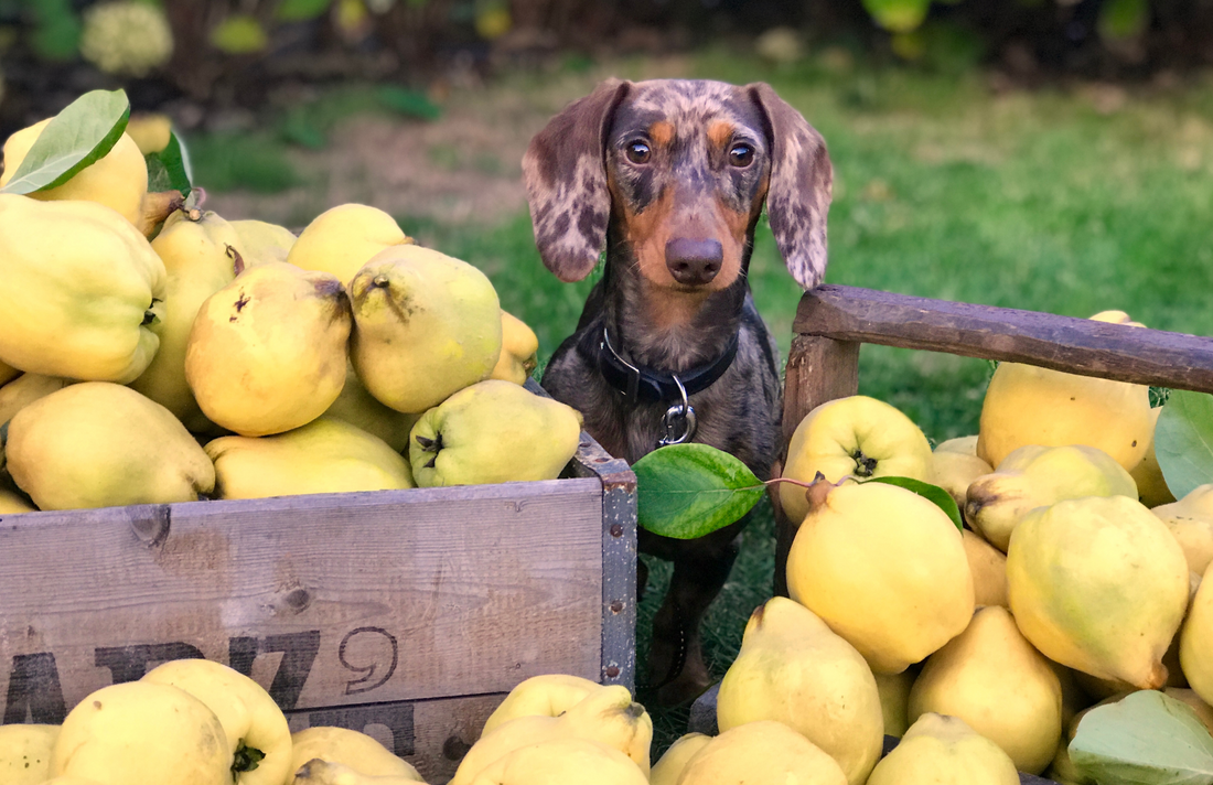 寵物飲食｜狗狗能吃甚麼水果？