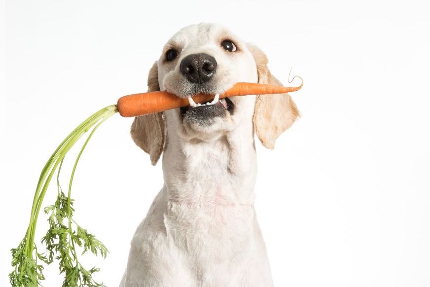 寵物健康｜USDA ORGANIC是什麼？美國有機認證標準與台灣有不同嗎？如何確定狗狗吃的是有機食品？