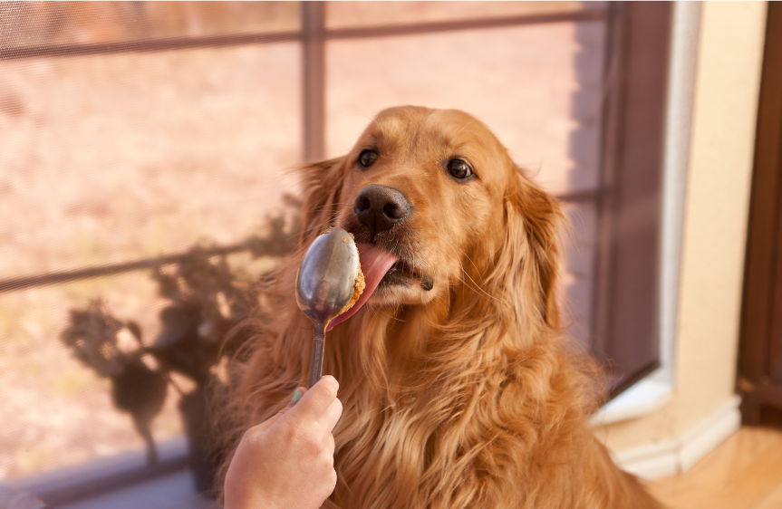 寵物飲食 | 狗狗可以吃堅果嗎？ 堅果對狗狗的影響？ 哪些堅果對狗有毒？