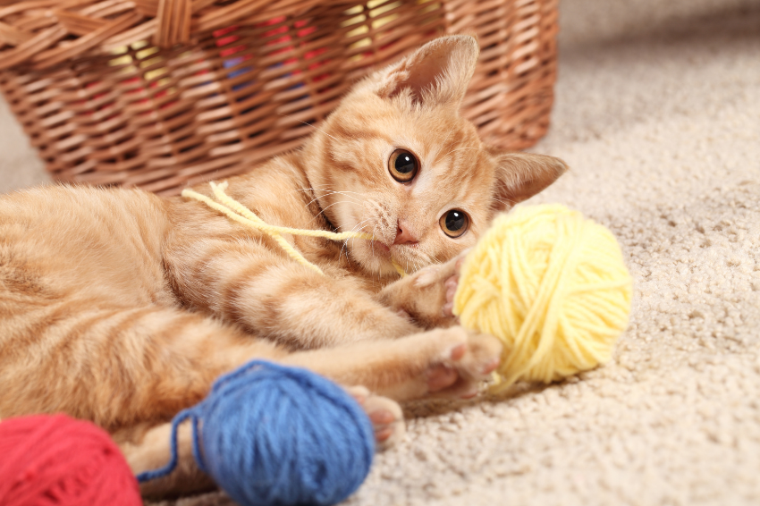 寵物知識 | 如何挑選適合的玩具給貓咪？羊毛氈玩具沒貓草貓咪會玩嗎？