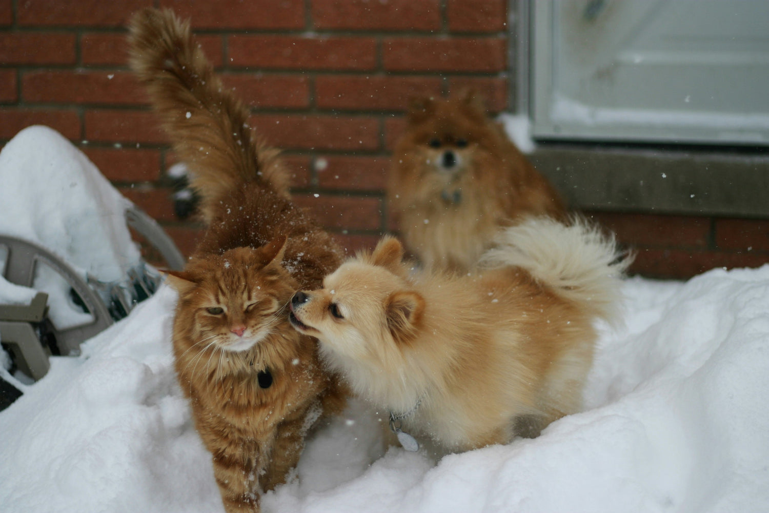 寵物知識｜貓狗會冷？寒流來襲，如何照顧您的毛小孩？