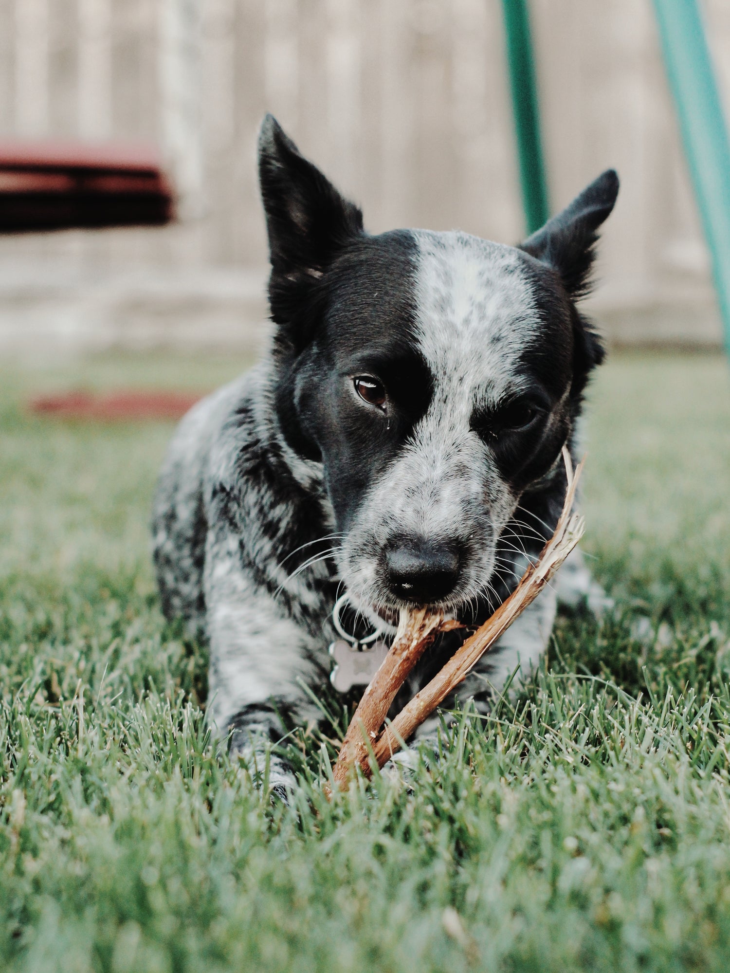 why is chewing important to dogs