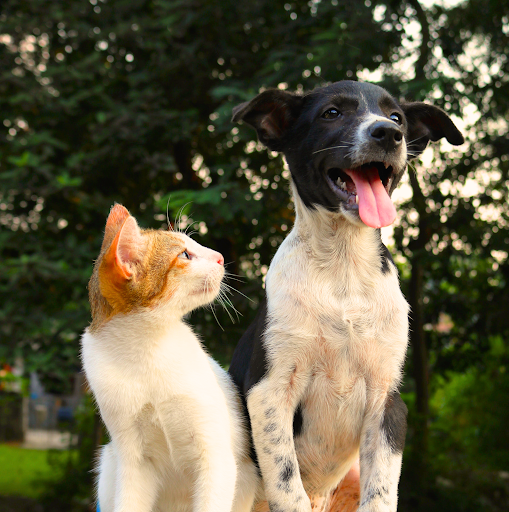 寵物健康｜夏天貓狗最容易熱衰竭，該如何避免？