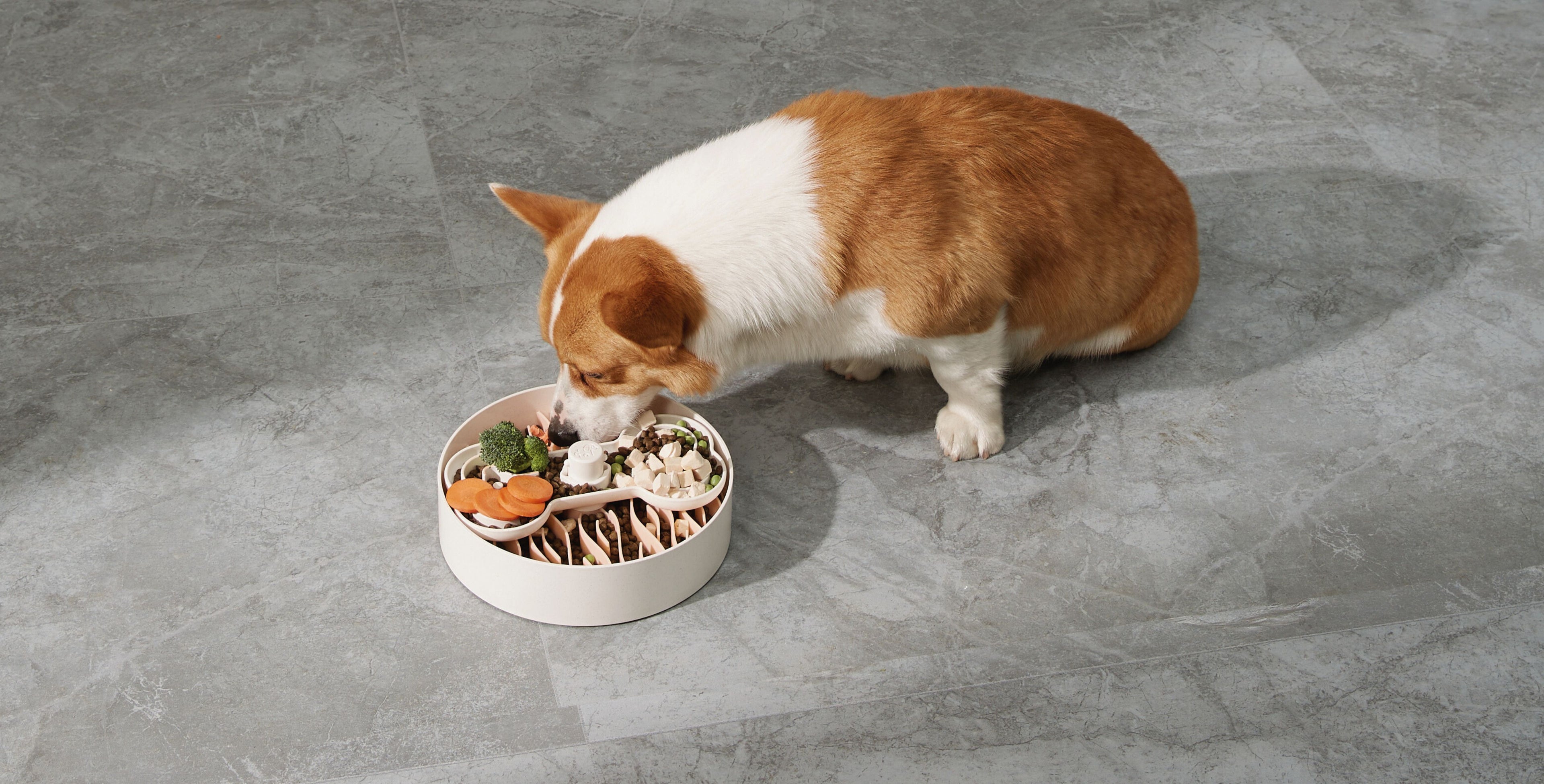 Corgi enjoying his Puzzle Feeder Slow Bowl to slow down eating by 15 times