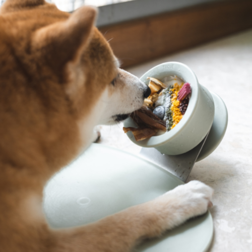 毛派派 Pawtypai 寵物精品選物x Lunoji CHEWDEN 互動式慢食咀嚼座之舔舔碗 可以讓毛孩開心舔食超級久，寵物可以增加樂趣、消耗精力。有底座更能接住所有口水，不怕骯髒拉