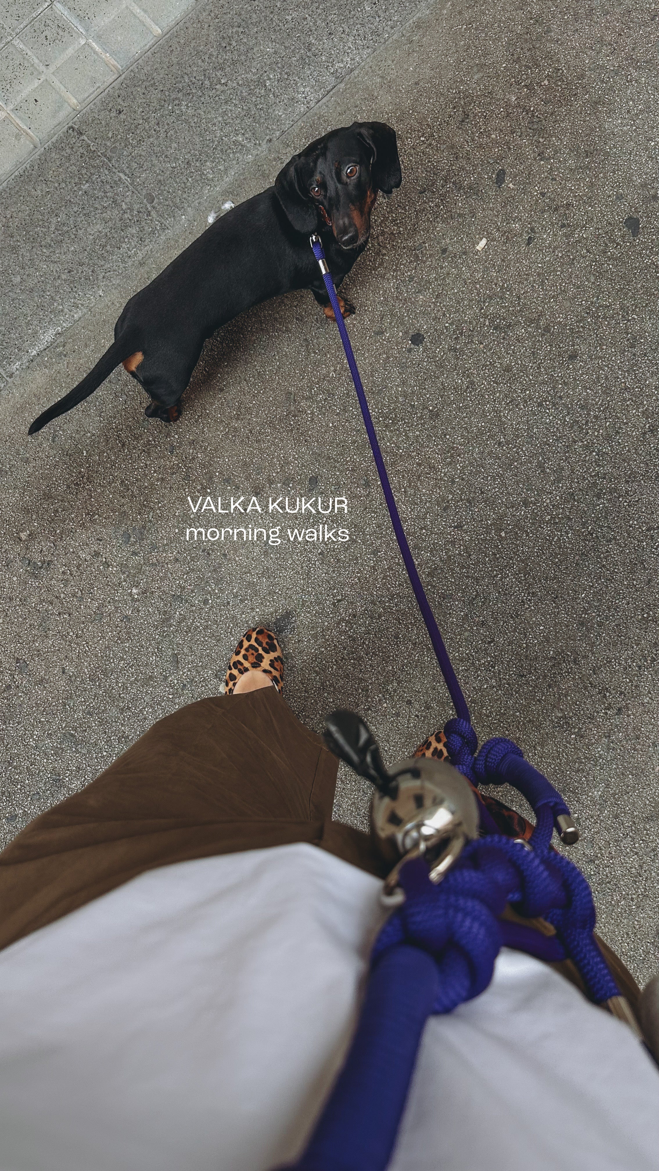 Bold系列牽繩組 - 紫 Purple