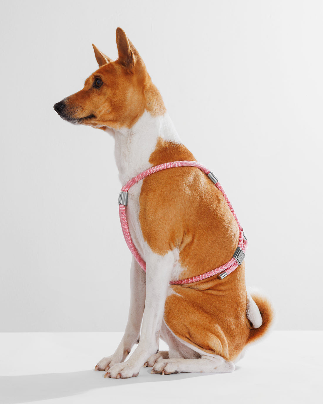 Harness|胸背帶-泡泡粉