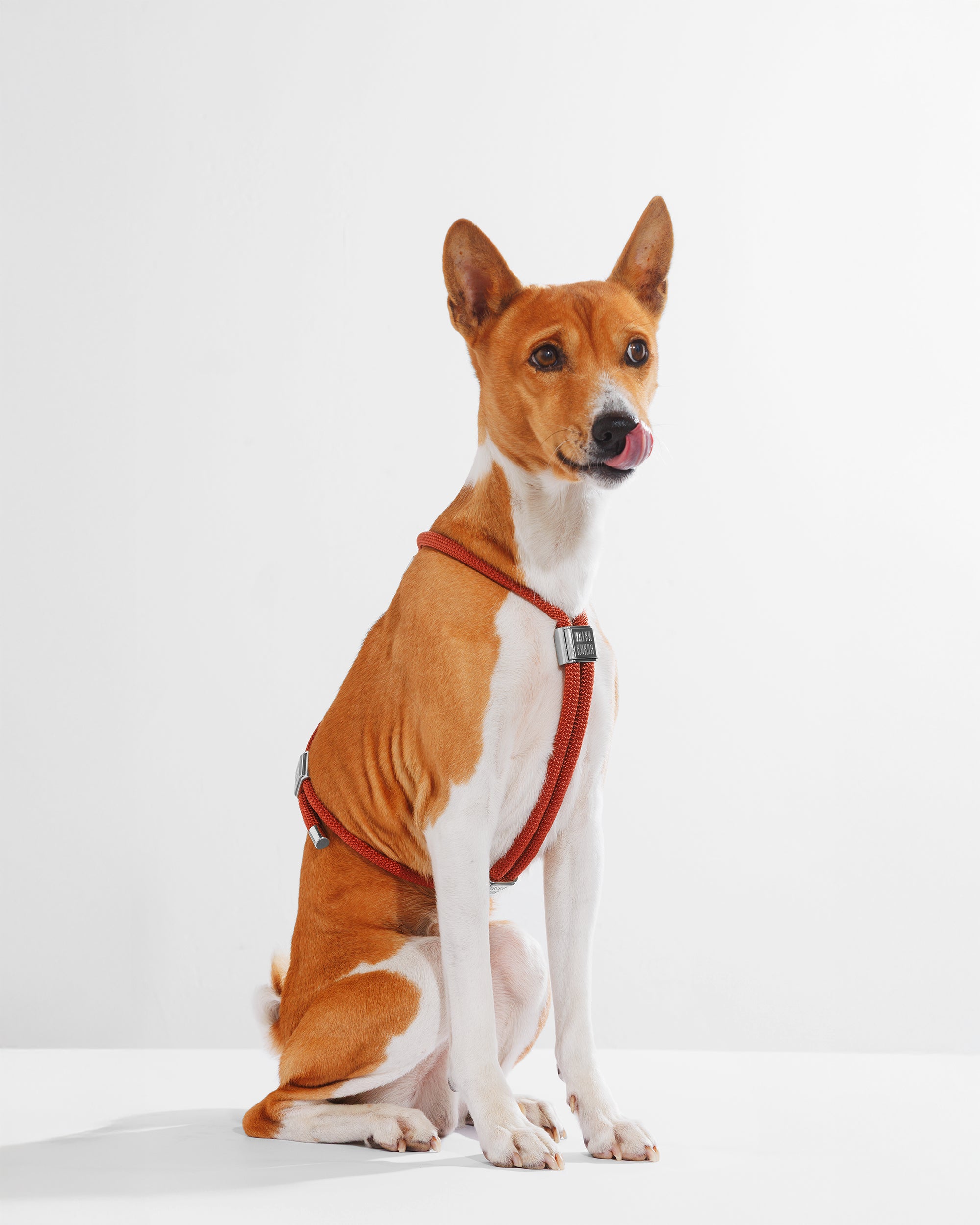 Harness|胸背帶-肉桂棕