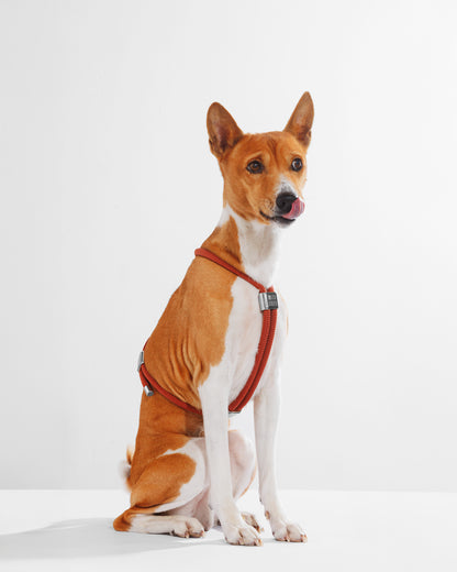 Harness|胸背帶-肉桂棕