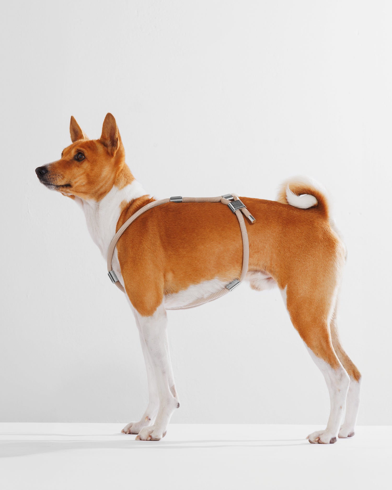 Harness|胸背帶-奶灰