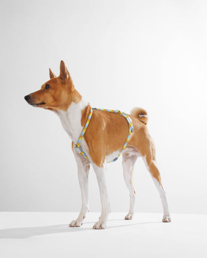 Harness|胸背帶-檸檬藍