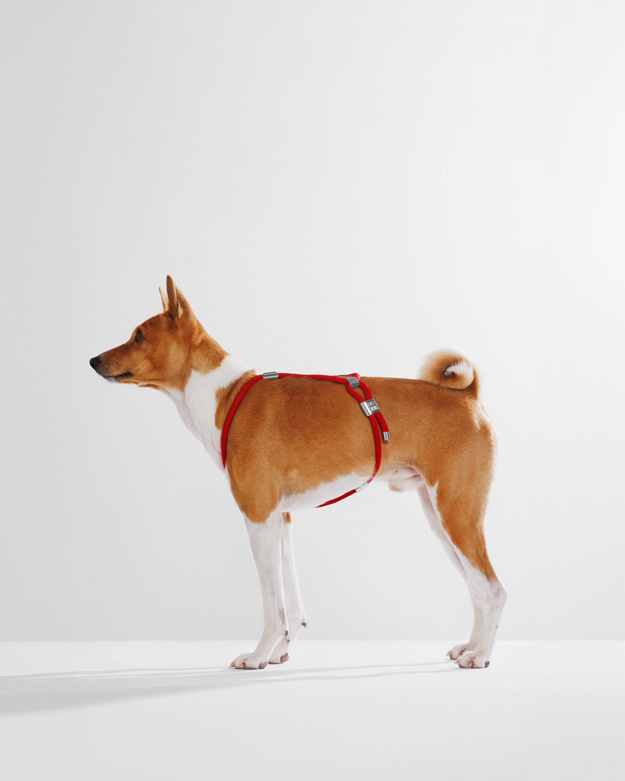 Harness|胸背帶-派對紅