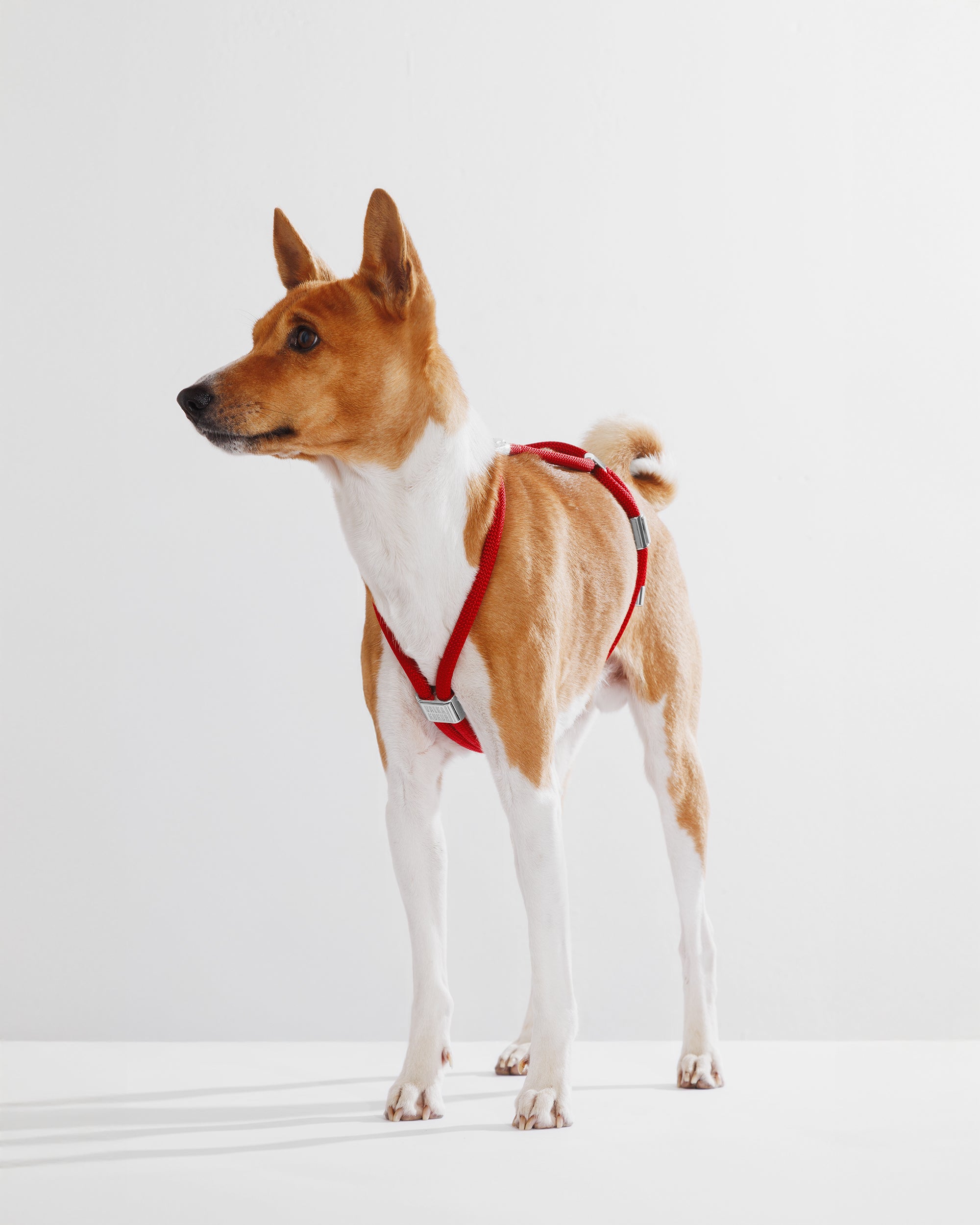 Harness|胸背帶-派對紅