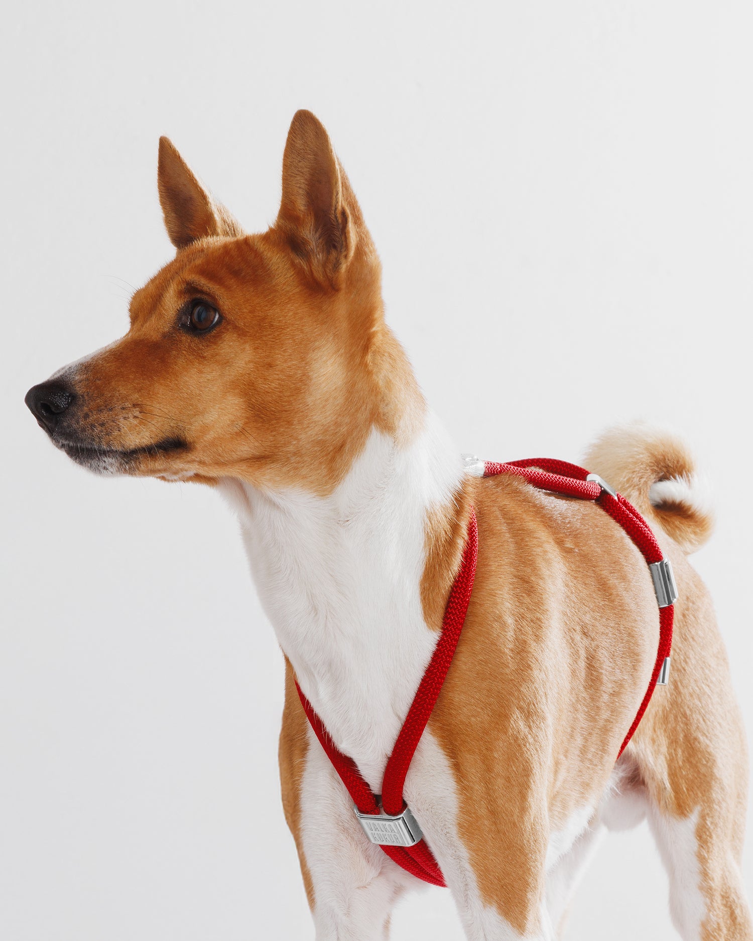 Harness|胸背帶-派對紅