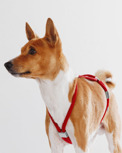 Harness|胸背帶-派對紅