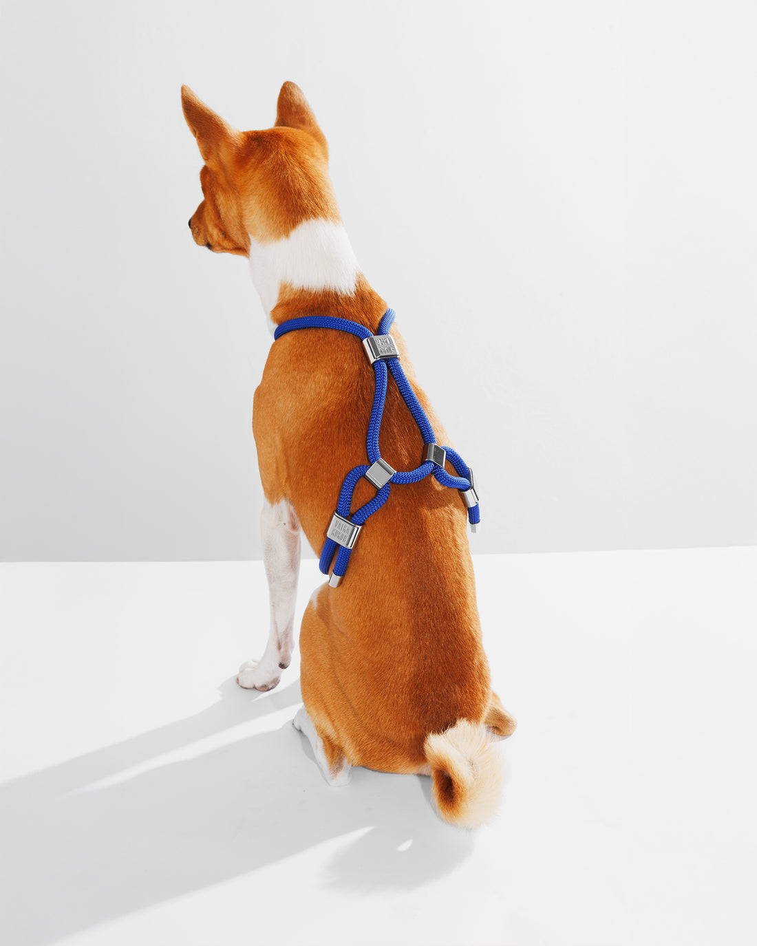 Harness|胸背帶-皇家藍