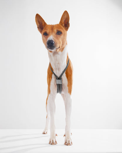 Harness|胸背帶-狼灰