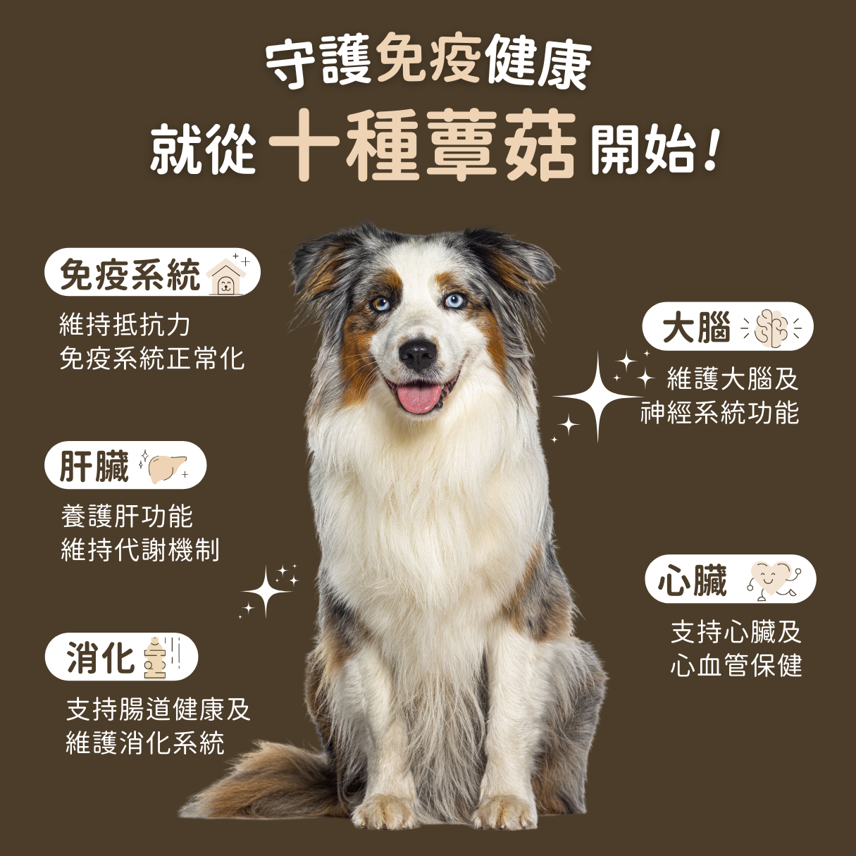 USDA Organic 有機十全蕈菇免疫調節 （犬貓專用）